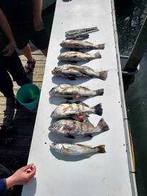 Murrells Inlet Report Photo 2
