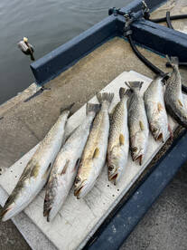 Tarpon Springs Report Photo 2