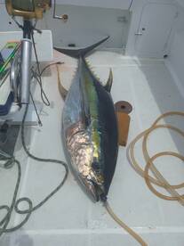 Le Morne Report Photo 2