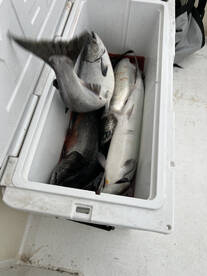 This year the fish will be here early