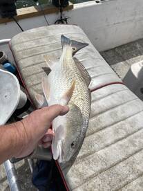 Hot redfish for spring break!!!