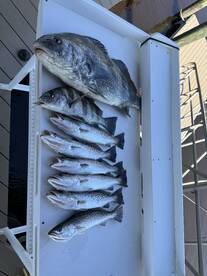 Nice Trout and Black Drum