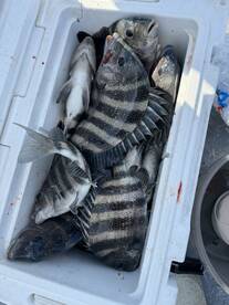 Sheepshead