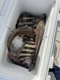 Sheepshead/Redfish/Trout