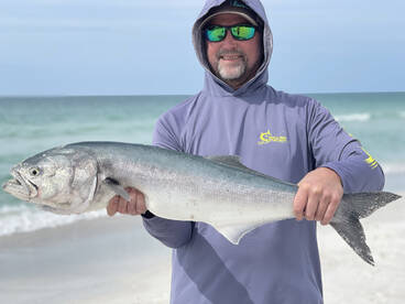 Rare Monster Bluefish patrolling Longboa