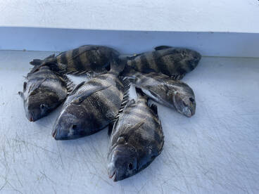 Sheepshead roundup