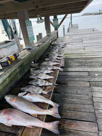 Galveston Report Photo 2