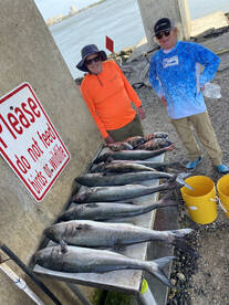 Huge Bluefish Were Everywhere!
