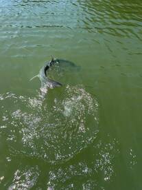 Islamorada Report Photo 1