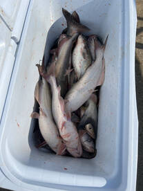 Afternoon Catfish Trip
