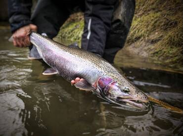 Spey fishing for spring Steelhead 