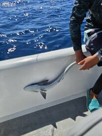 Roatan Report Photo 1