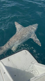 Port Canaveral Report Photo 1
