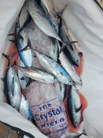 Blackfin tuna and bonitas! 