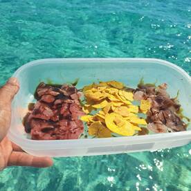 Wahoo and Tuna action! 