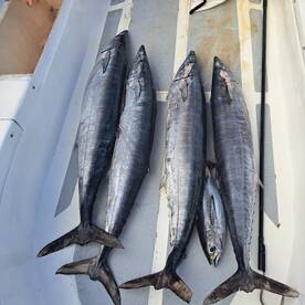 Roatan Report Photo 2