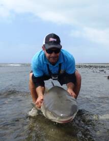 Lemon Shark