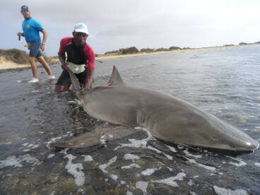 Big Lemon Shark - Big Nurse Shark