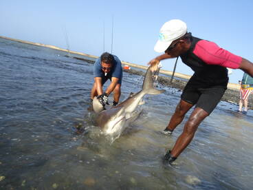 Shark Fishing Cape Verde 