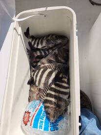 Sheepshead bite was on