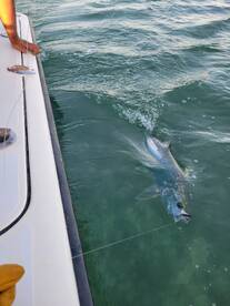 Tarpon are IN! 