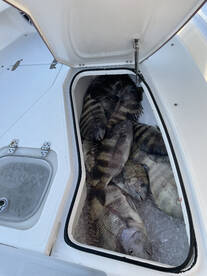 All day sheephead action