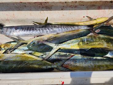 Key Largo Report Photo 2