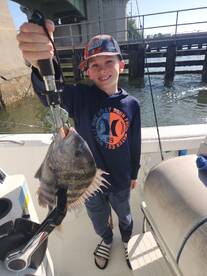 Sheepshead spawning out