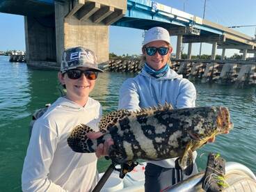 Goliath grouper being release