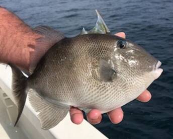 Panama City Beach Report Photo 2