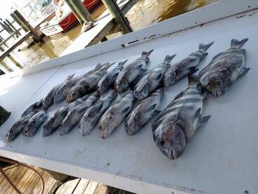 Gulf Shores Report Photo 1