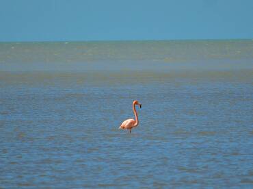 Snook & Tarpon along with some other spe