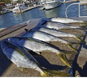 Yellowtail/calico bass 