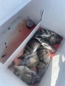 Orange Beach Report Photo 1