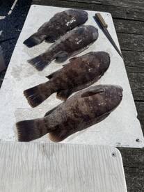 Tautog opens April 1