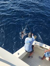 Shark fishing