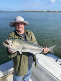 Huge Bluefish Everywhere!