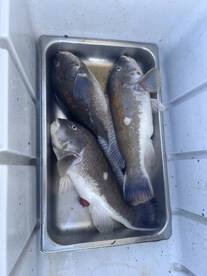 Norfolk Report Photo 2