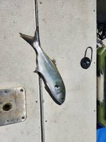 Blue fish!!