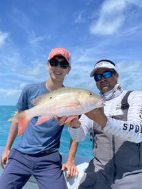 Mutton snappers on the reef! 