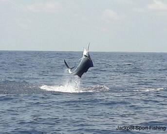 Quepos Report Photo 1