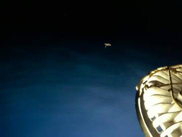 Night bottom longline fishing