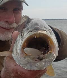 Chincoteague Report Photo 1