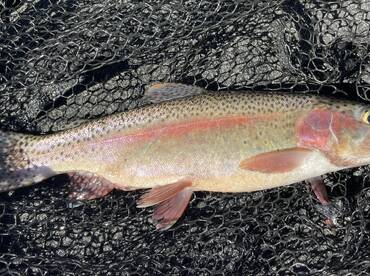 Great Trout Fishing!!!! 