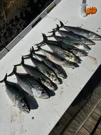 Murrells Inlet Report Photo 2