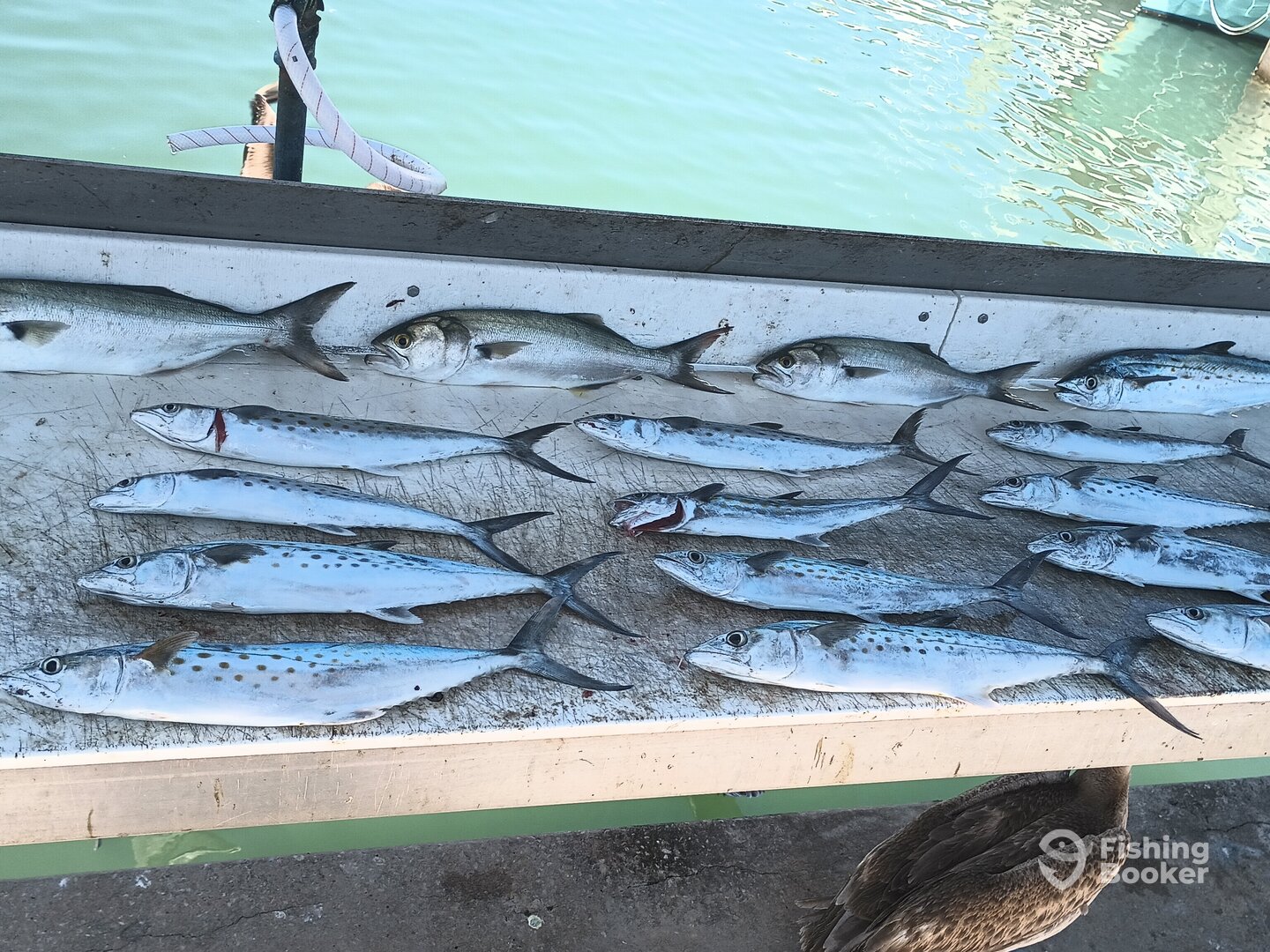 Port Canaveral Report Photo 0