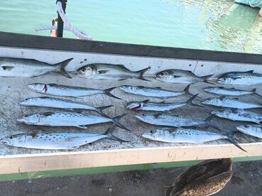 Some of the nicest Spanish mackerel of t