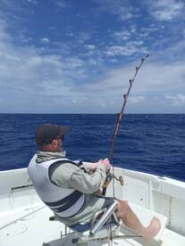 Blue n black marlin,yellowfin n skipjack