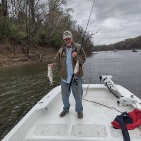 Shad and stripers are on the move!