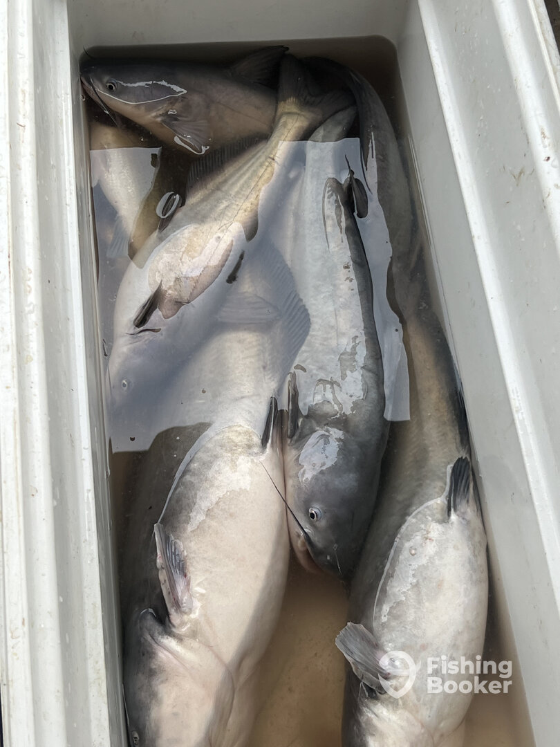 Chouteau Report Photo 0